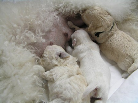 ostatní zatím stále sají